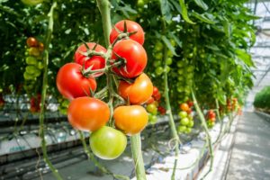 Astuces de jardinier pour des tomates parfaites